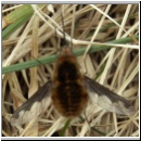 Bombylius major - Wollschweber w04.jpg